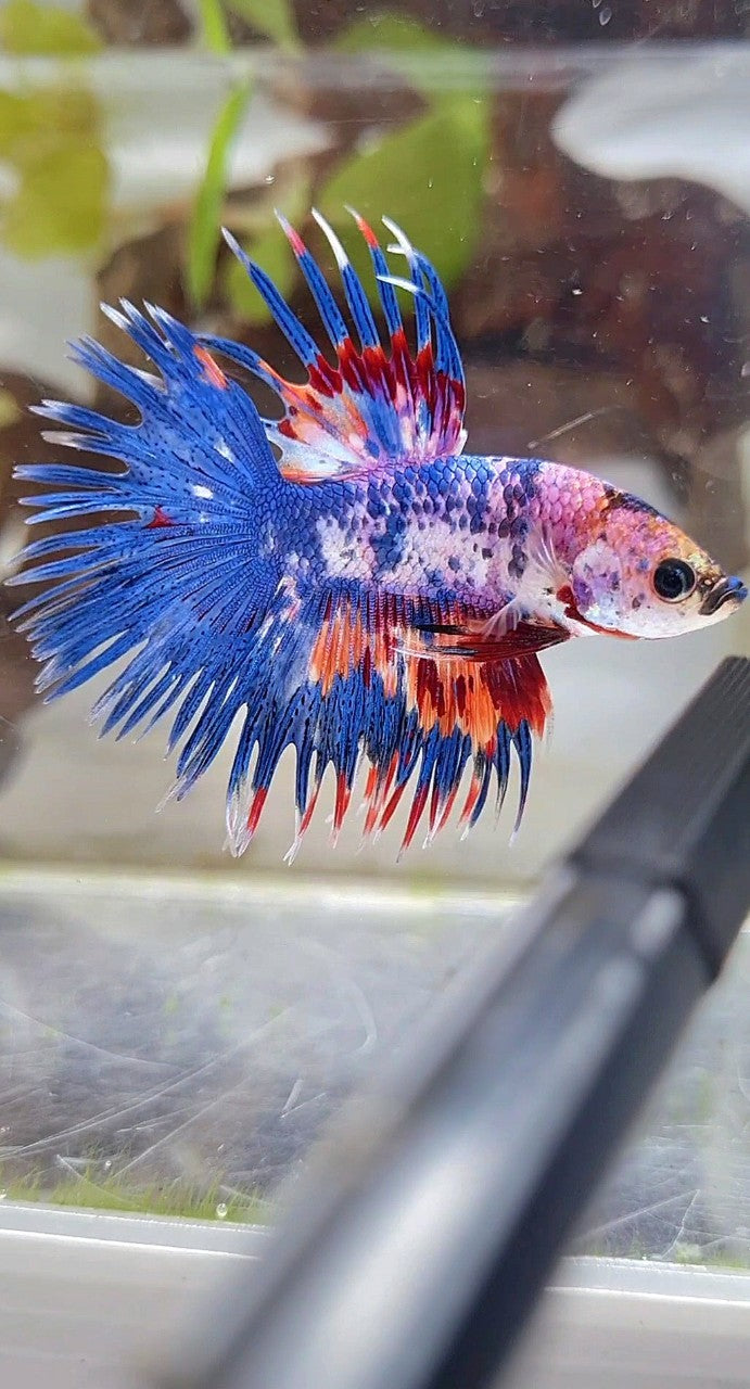 CROWNTAIL BLUE NEMO MULTICOLOR BETTA FISH