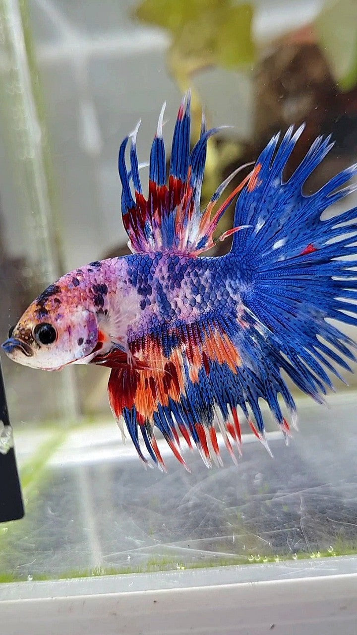 CROWNTAIL BLUE NEMO MULTICOLOR BETTA FISH