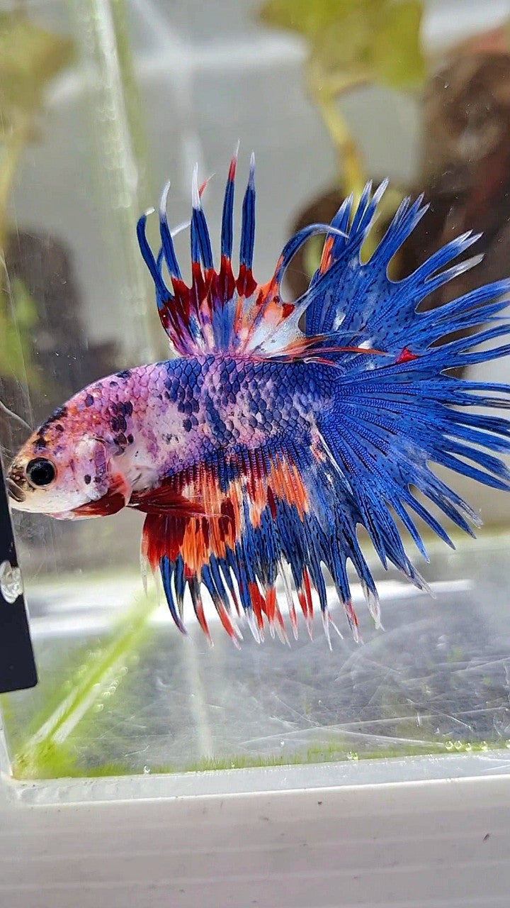CROWNTAIL BLUE NEMO MULTICOLOR BETTA FISH