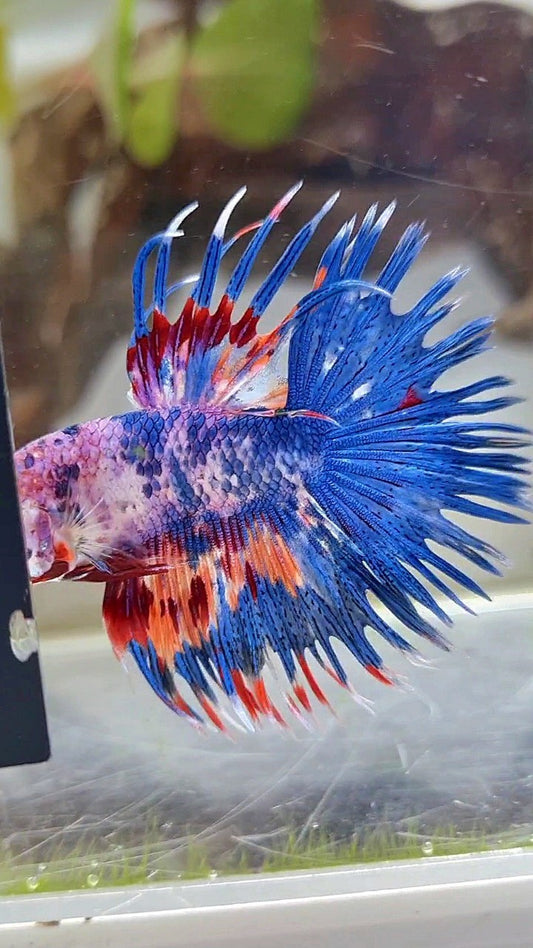 CROWNTAIL BLUE NEMO MULTICOLOR BETTA FISH