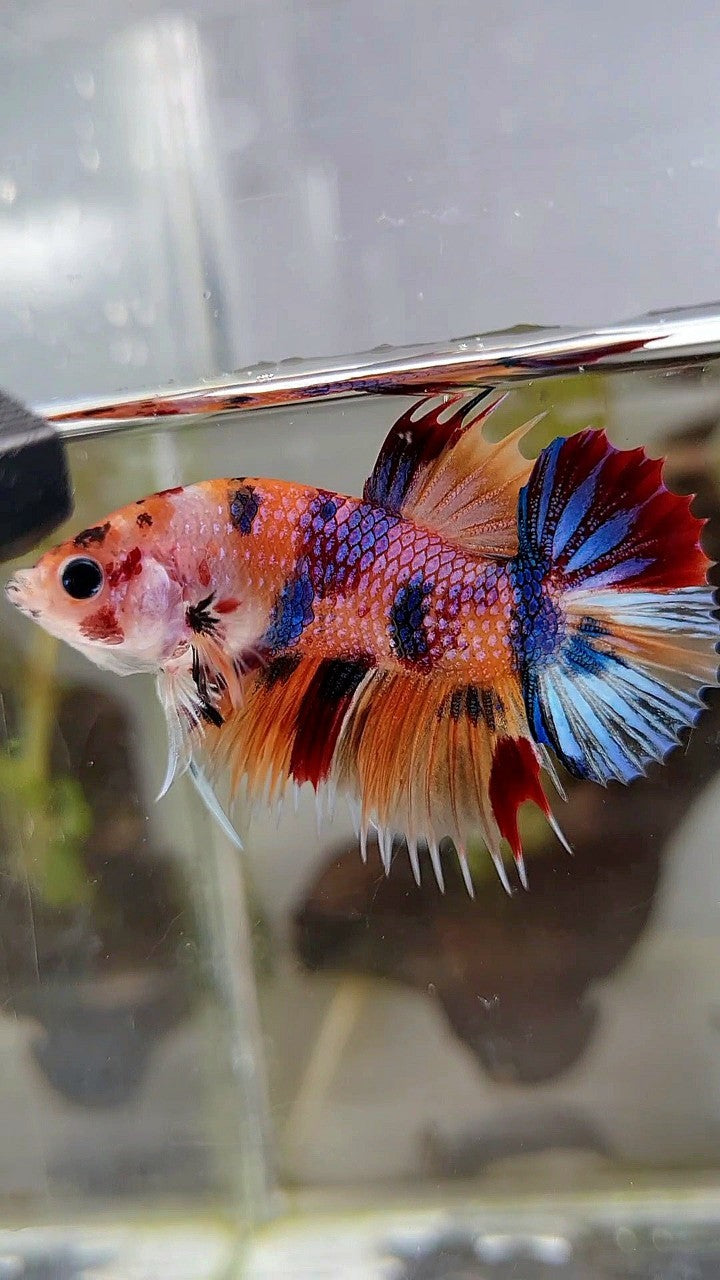 CROWNTAIL PLAKAT ORANGE CANDY MULTICOLOR BETTA FISH
