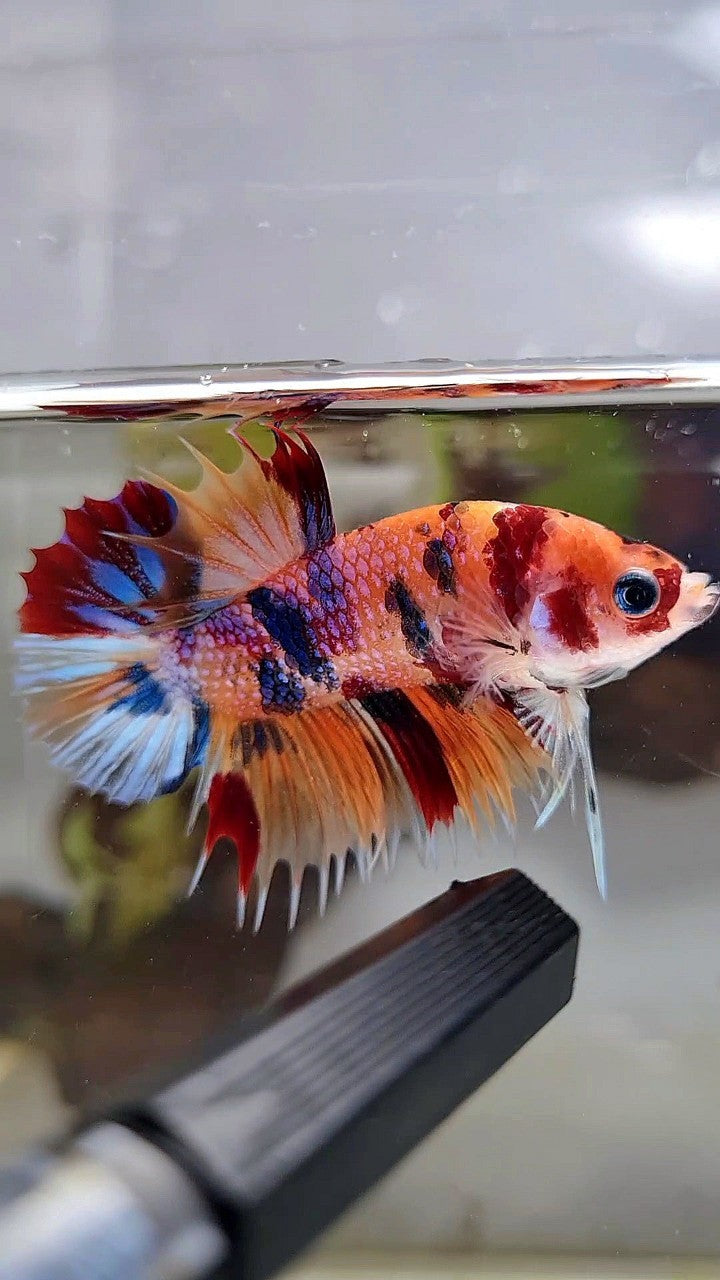 CROWNTAIL PLAKAT ORANGE CANDY MULTICOLOR BETTA FISH