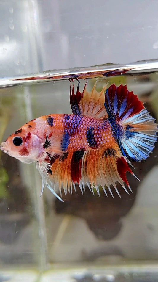 CROWNTAIL PLAKAT ORANGE CANDY MULTICOLOR BETTA FISH