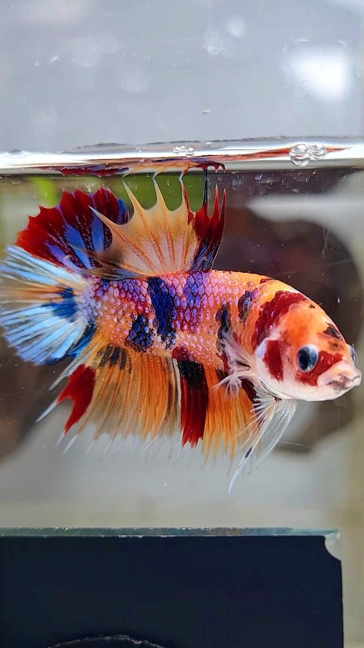 CROWNTAIL PLAKAT ORANGE CANDY MULTICOLOR BETTA FISH