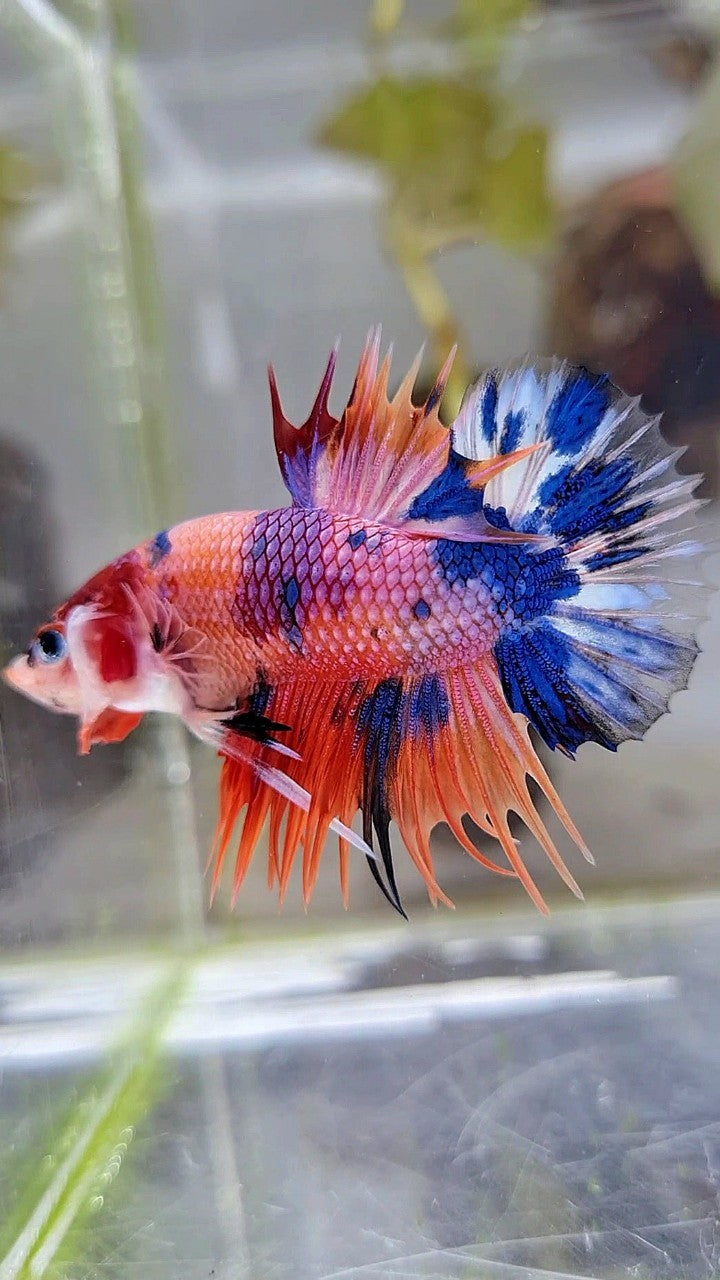CROWNTAIL PLAKAT ORANGE CANDY MULTICOLOR BETTA FISH