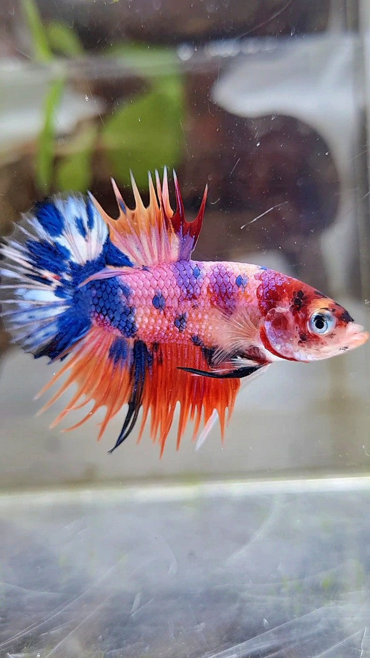 CROWNTAIL PLAKAT ORANGE CANDY MULTICOLOR BETTA FISH