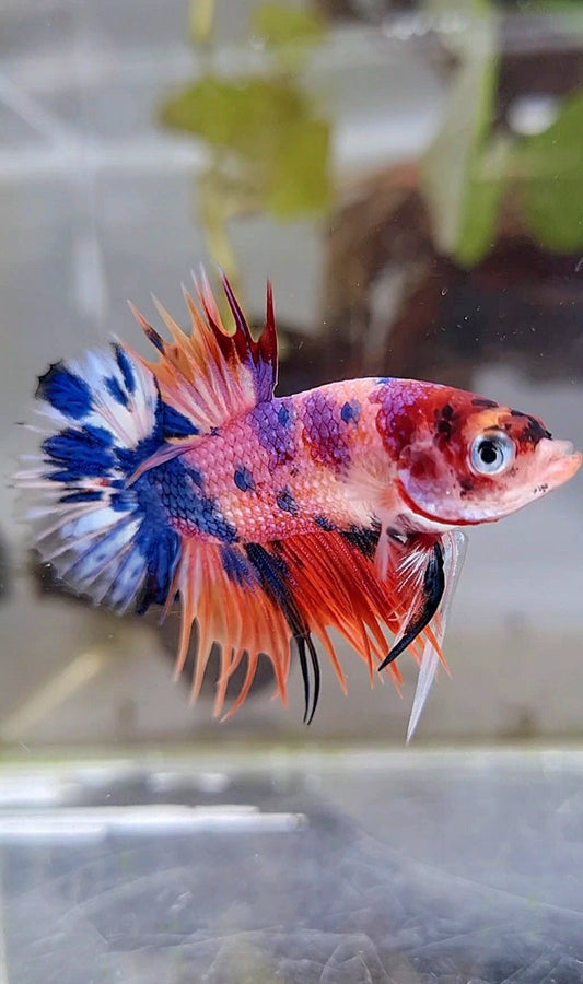 CROWNTAIL PLAKAT ORANGE CANDY MULTICOLOR BETTA FISH