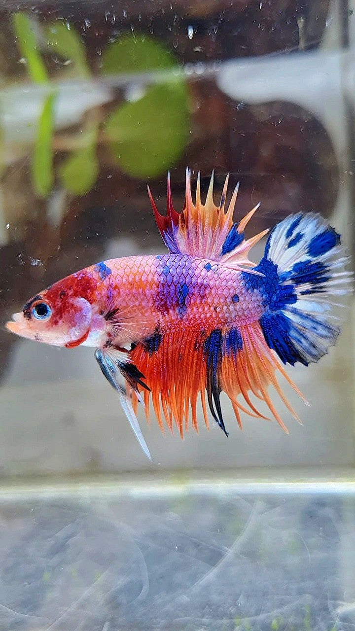 CROWNTAIL PLAKAT ORANGE CANDY MULTICOLOR BETTA FISH