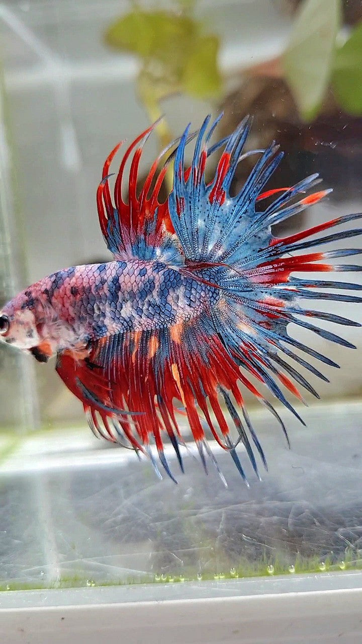 CROWNTAIL RED BLUE GRAY MARBLE MULTICOLOR BETTA FISH
