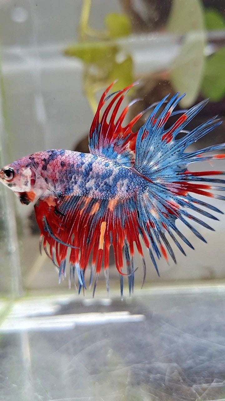 CROWNTAIL RED BLUE GRAY MARBLE MULTICOLOR BETTA FISH