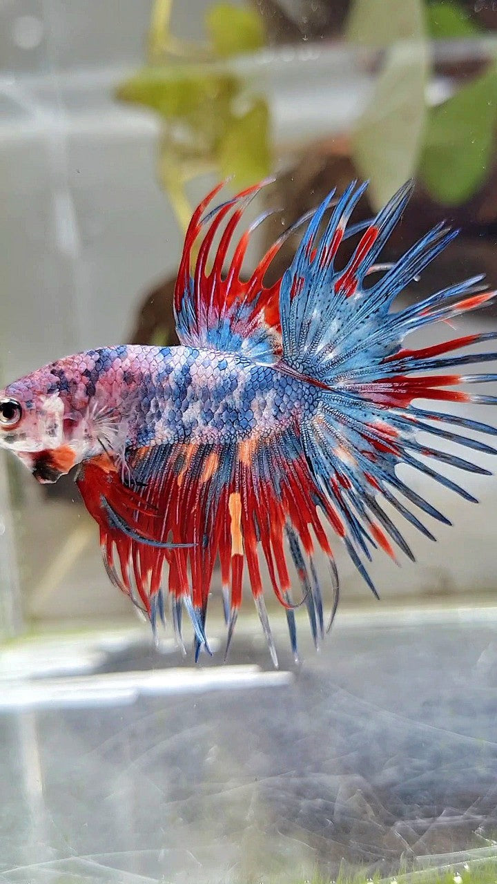 CROWNTAIL RED BLUE GRAY MARBLE MULTICOLOR BETTA FISH