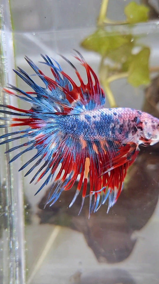 CROWNTAIL RED BLUE GRAY MARBLE MULTICOLOR BETTA FISH