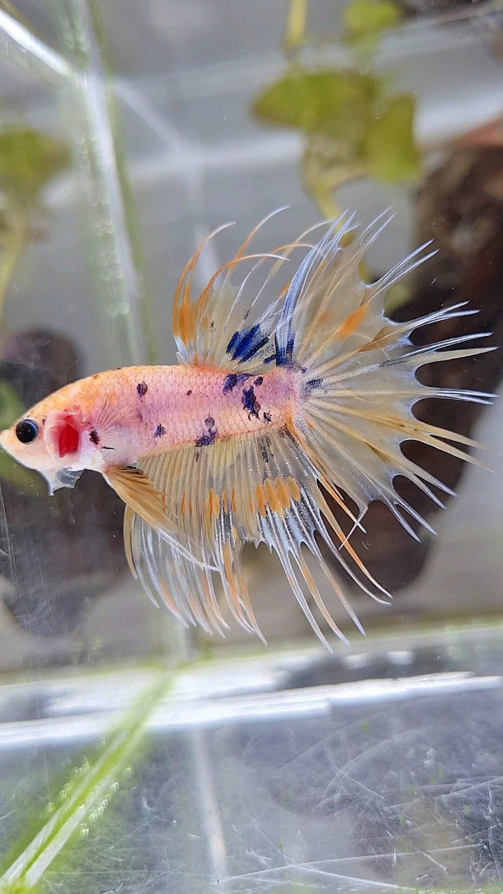 CROWNTAIL YELLOW KOI MARBLE MULTICOLOR BETTA FISH