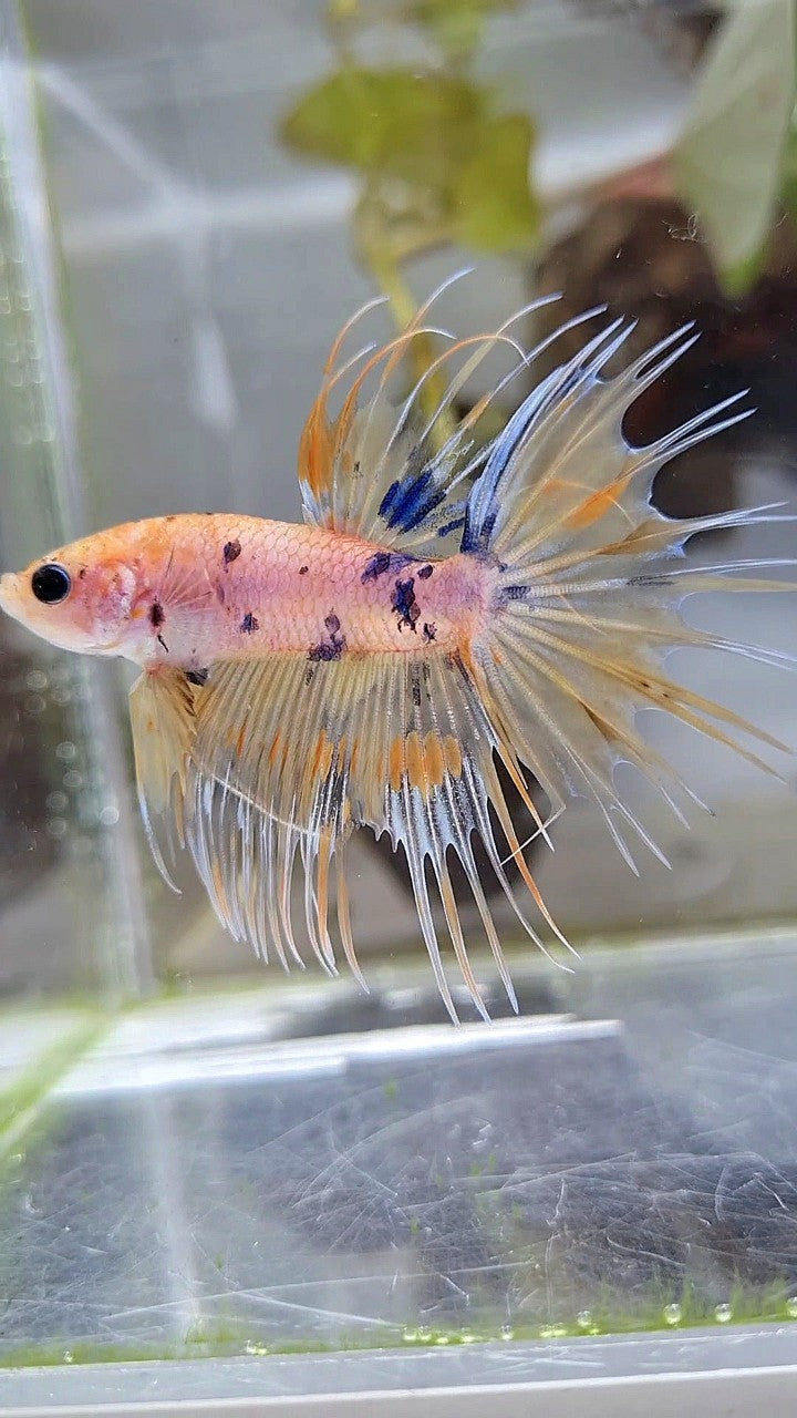 CROWNTAIL YELLOW KOI MARBLE MULTICOLOR BETTA FISH