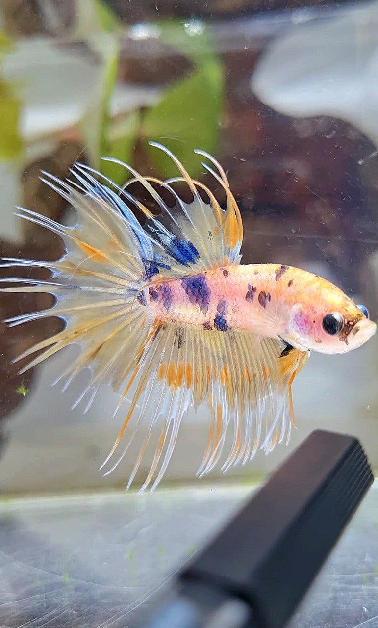 CROWNTAIL YELLOW KOI MARBLE MULTICOLOR BETTA FISH