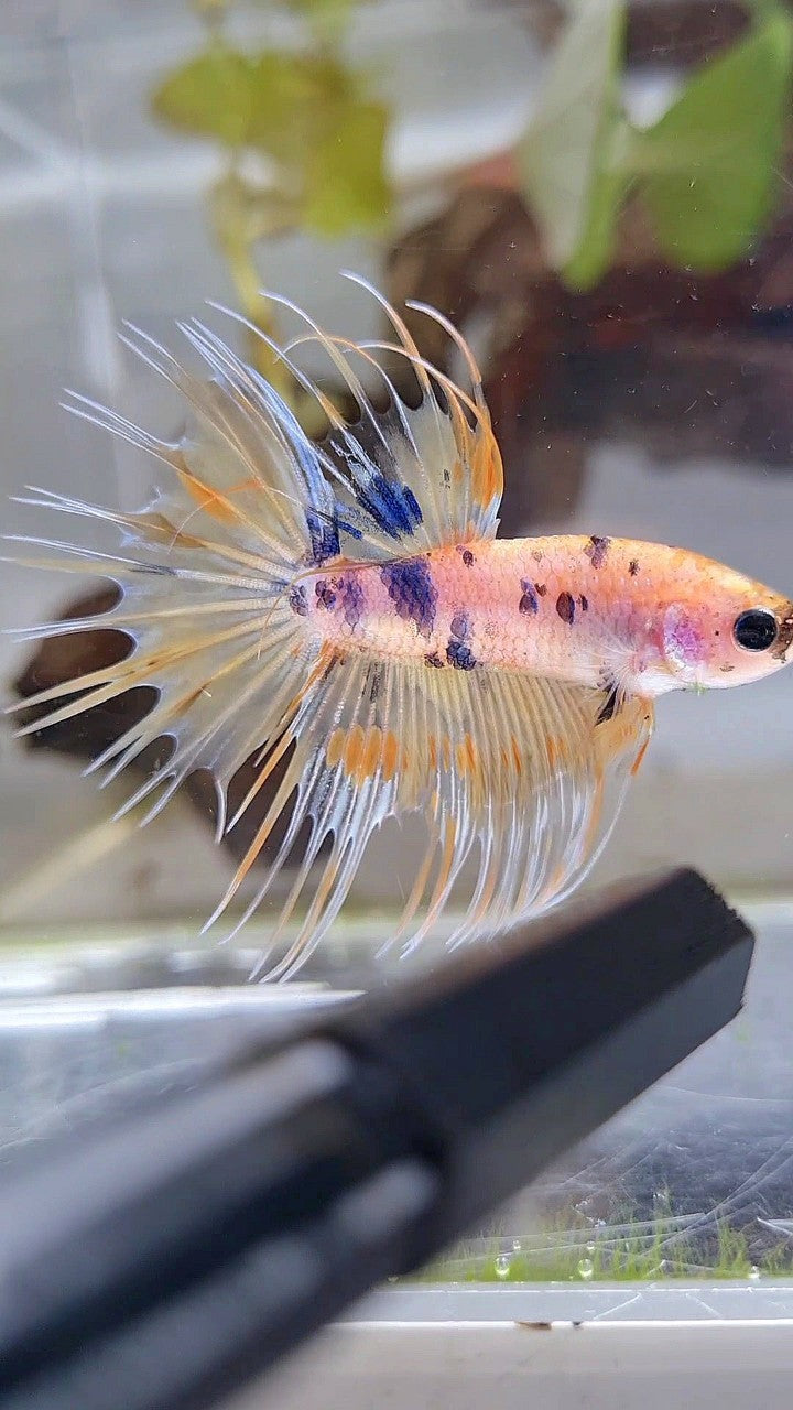 CROWNTAIL YELLOW KOI MARBLE MULTICOLOR BETTA FISH