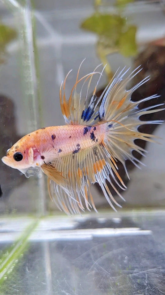 CROWNTAIL YELLOW KOI MARBLE MULTICOLOR BETTA FISH