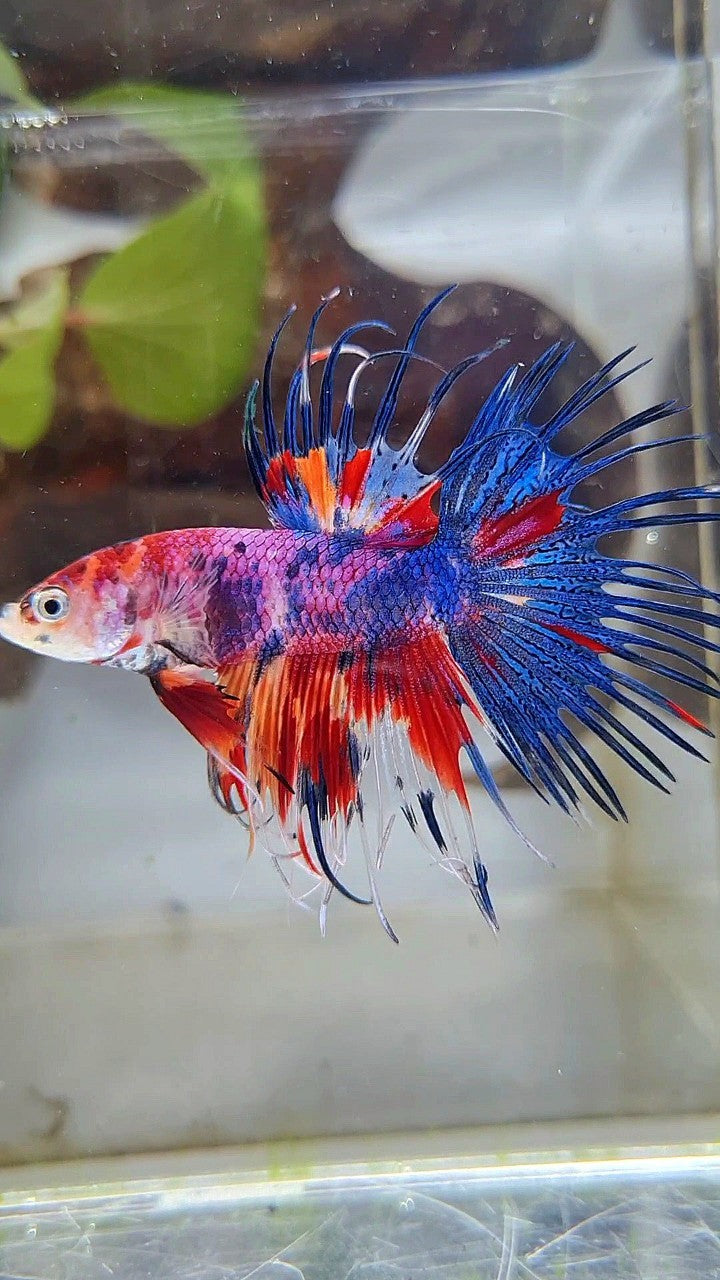 CROWNTAIL RED CANDY MULTICOLOR BETTA FISH