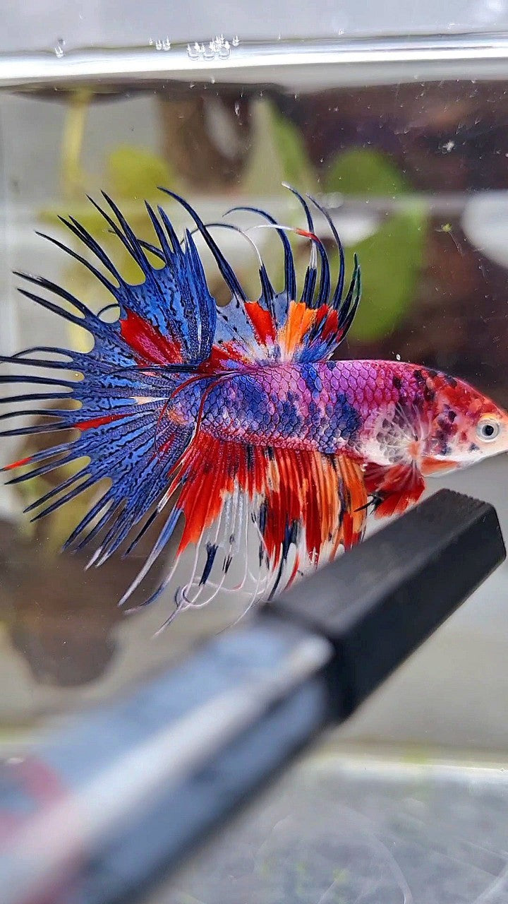 CROWNTAIL RED CANDY MULTICOLOR BETTA FISH