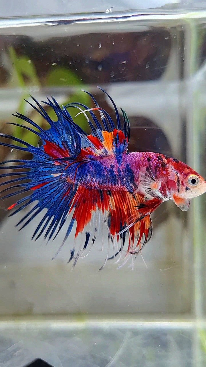 CROWNTAIL RED CANDY MULTICOLOR BETTA FISH
