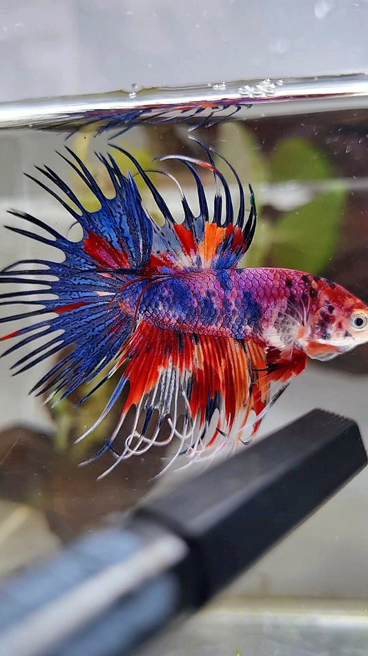 CROWNTAIL RED CANDY MULTICOLOR BETTA FISH