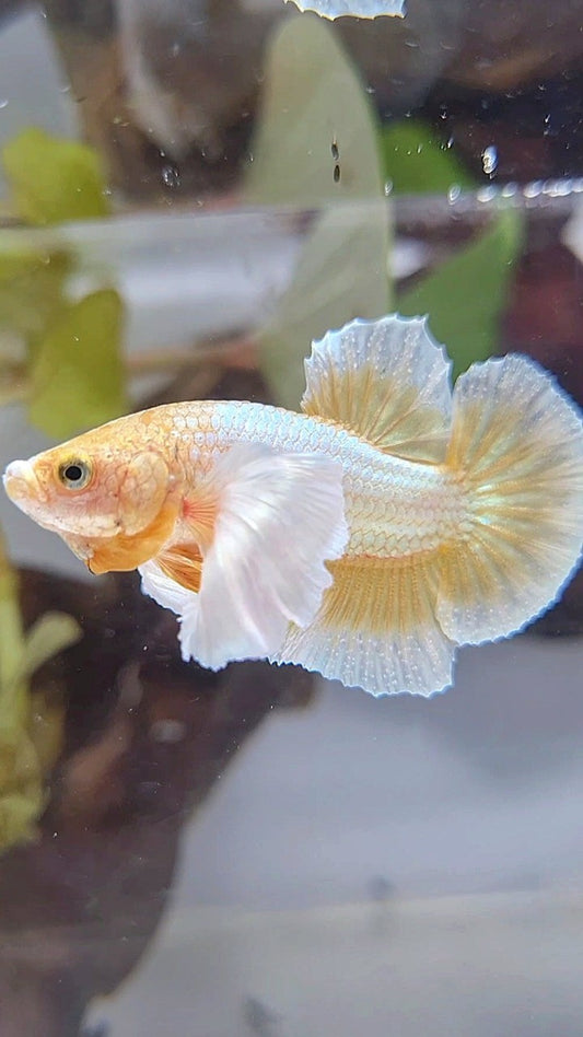 PLAKAT DUMBO EAR GOLD BUTTERLFLY BETTA FISH
