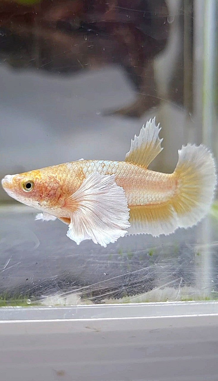 FEMALE PLAKAT SUPER DUMBO EAR GOLD BUTTERLFLY BETTA FISH