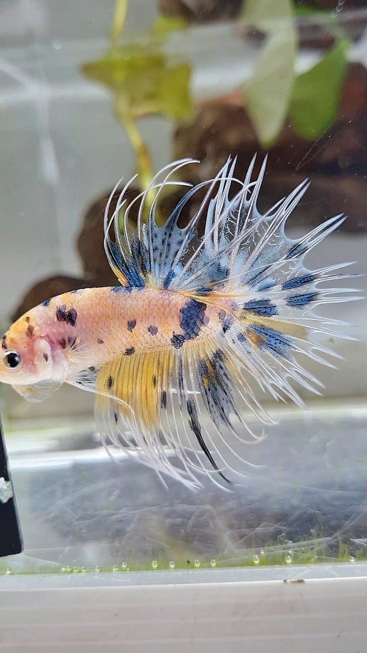 CROWNTAIL YELLOW KOI MARBLE MULTICOLOR BETTA FISH