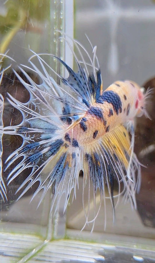 CROWNTAIL YELLOW KOI MARBLE MULTICOLOR BETTA FISH