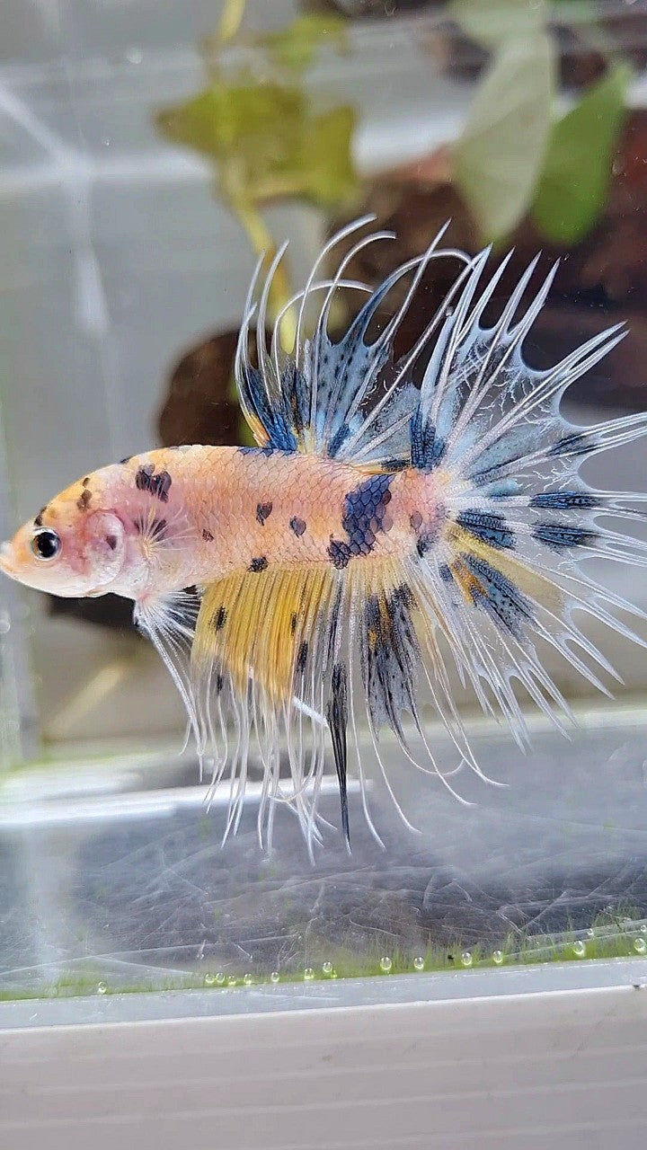 CROWNTAIL YELLOW KOI MARBLE MULTICOLOR BETTA FISH