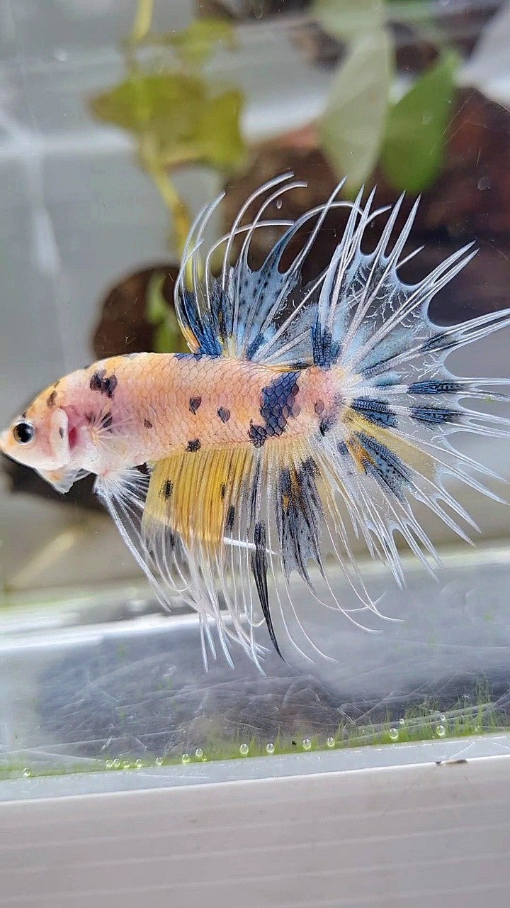 CROWNTAIL YELLOW KOI MARBLE MULTICOLOR BETTA FISH