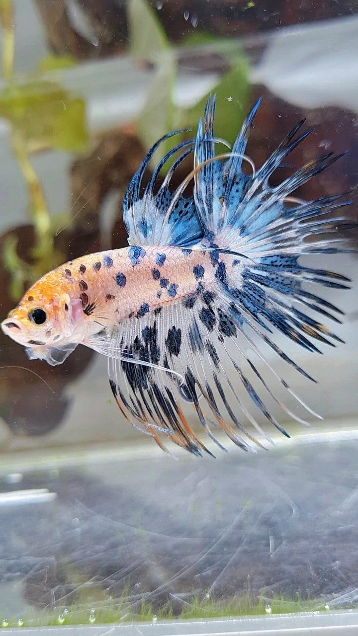 CROWNTAIL YELLOW KOI BLUE DOTS MARBLE MULTICOLOR BETTA FISH