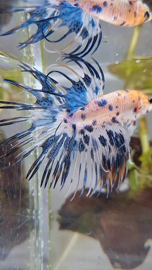 CROWNTAIL YELLOW KOI BLUE DOTS MARBLE MULTICOLOR BETTA FISH