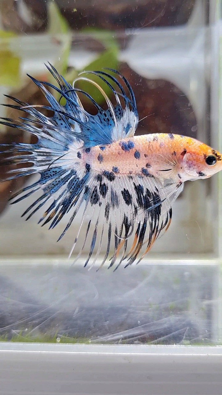 CROWNTAIL YELLOW KOI BLUE DOTS MARBLE MULTICOLOR BETTA FISH