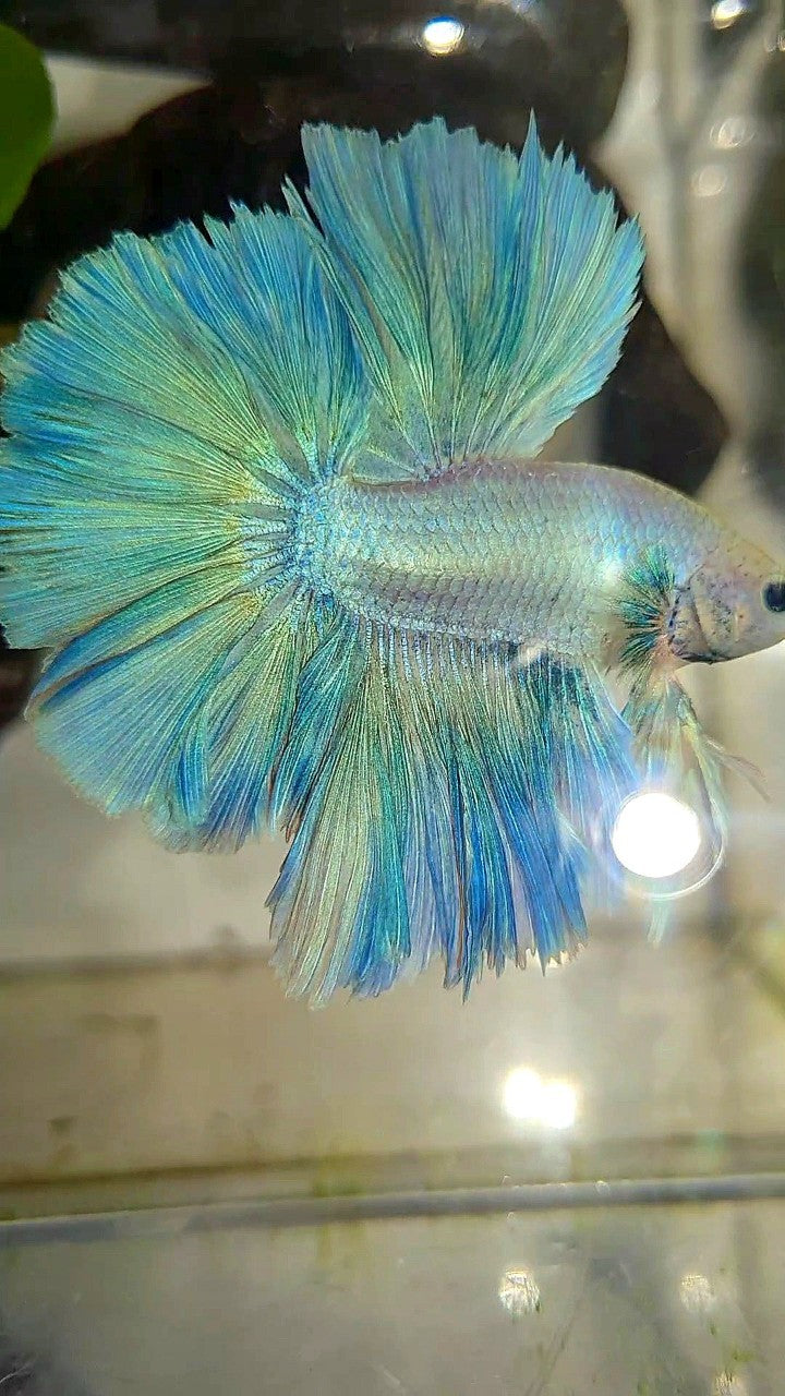 XL HALFMOON SUPER FEATHER TAIL BLUE GRIZZLE LIGHT UNICORN BETTA FISH