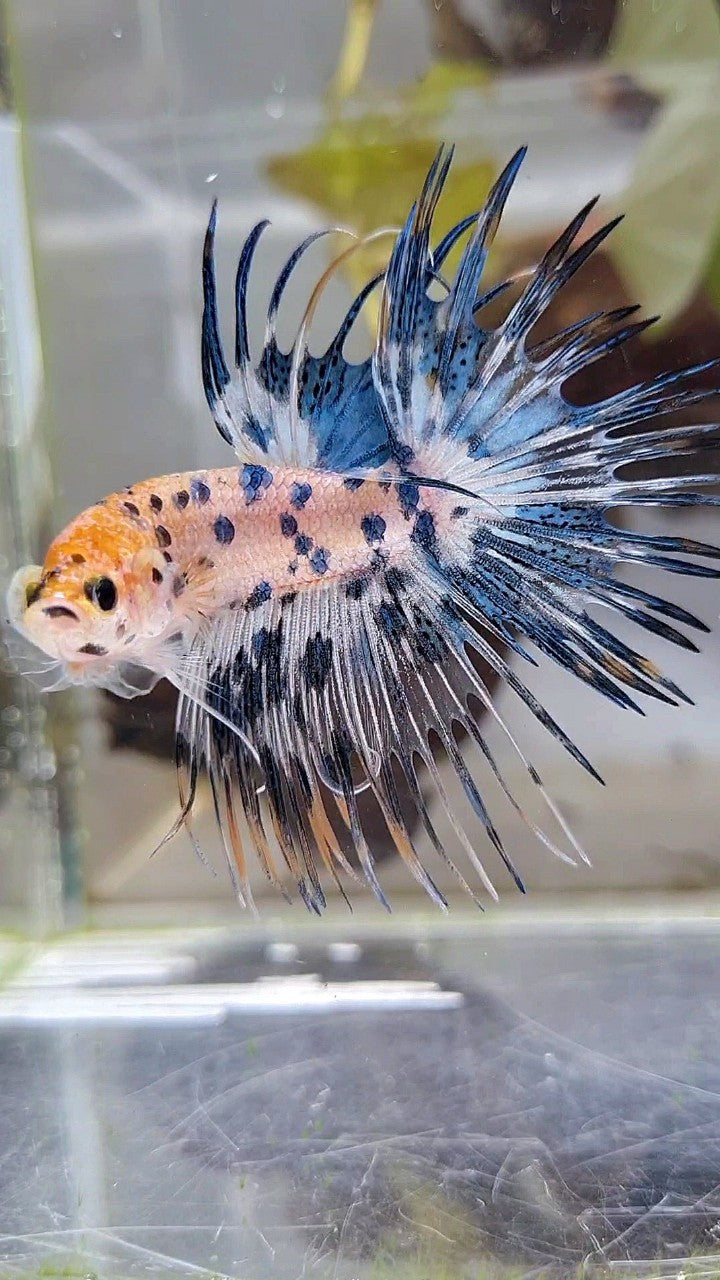 CROWNTAIL YELLOW KOI BLUE DOTS MARBLE MULTICOLOR BETTA FISH
