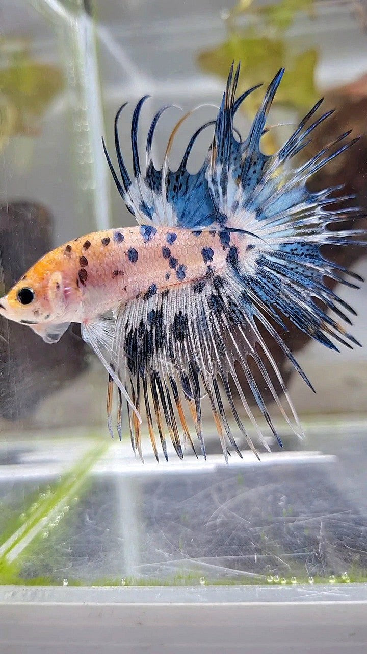 CROWNTAIL YELLOW KOI BLUE DOTS MARBLE MULTICOLOR BETTA FISH