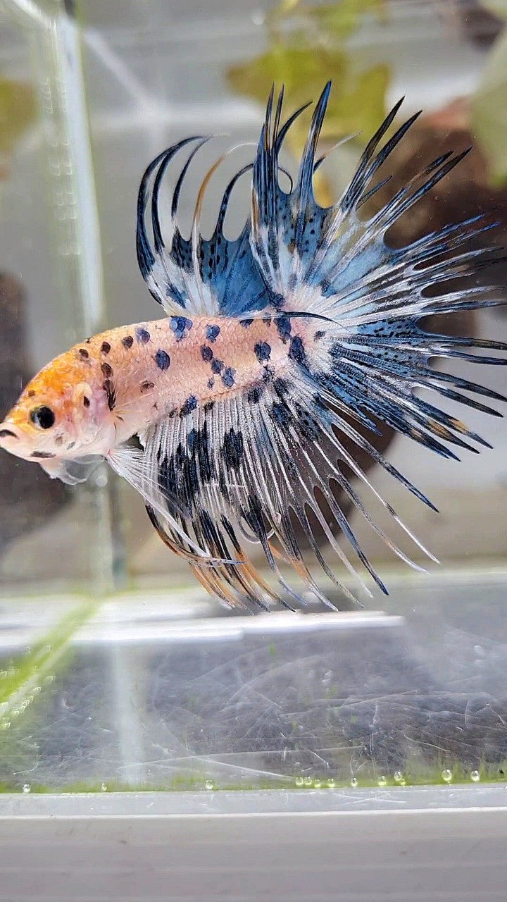 CROWNTAIL YELLOW KOI BLUE DOTS MARBLE MULTICOLOR BETTA FISH