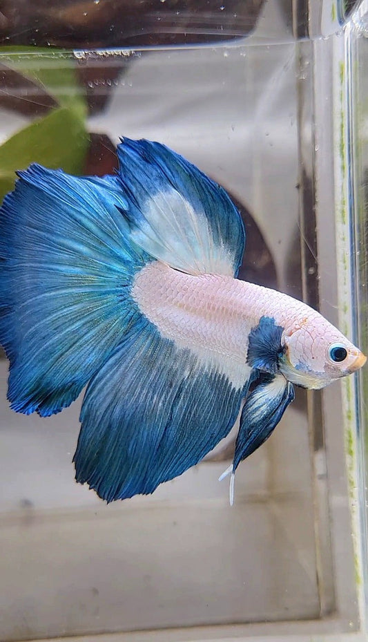 XL LUXURY HALFMOON ROSETAIL BLUE RIM BICOLOR BETTA FISH