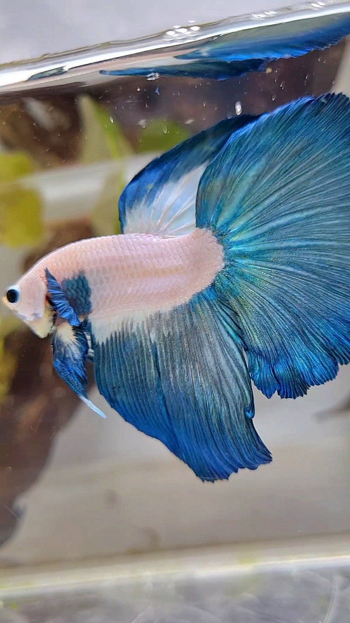 XL LUXURY HALFMOON ROSETAIL BLUE RIM BICOLOR BETTA FISH