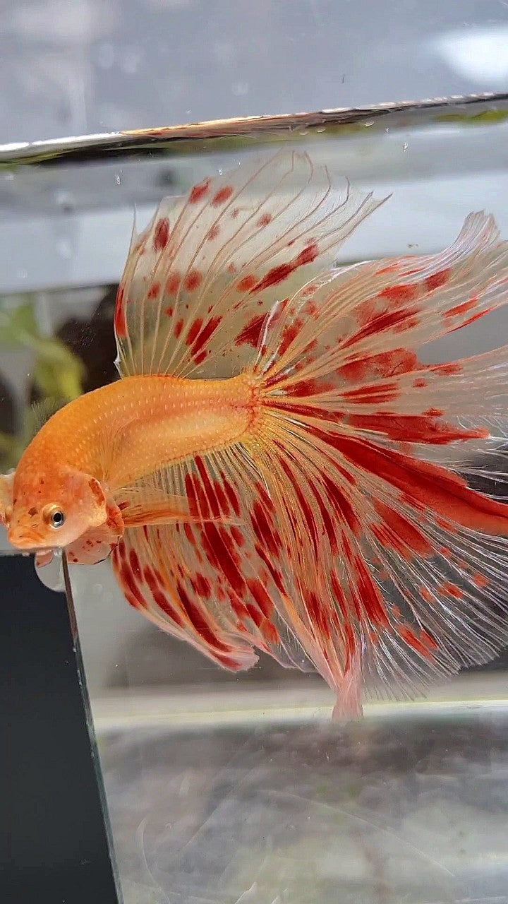 XXL HALFMOON OVERTAIL ROSETAIL SUPER ARMAGEDDON BETTA FISH