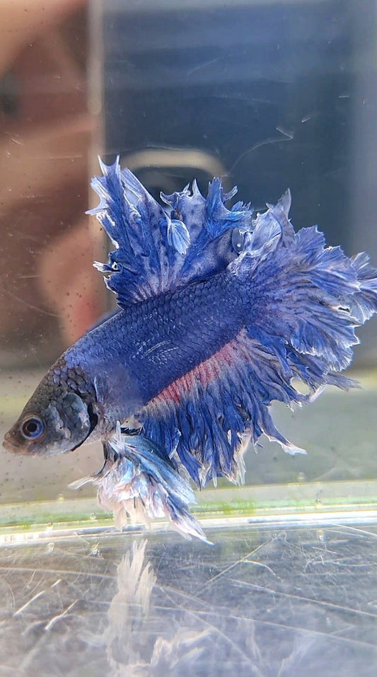 KING FEATHER TAIL BLUE BETTA FISH