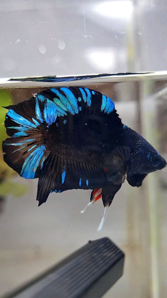 PLAKAT DOUBLE TAIL BLACK AVATAR BLUE SPLASH PATTERN BETTA FISH