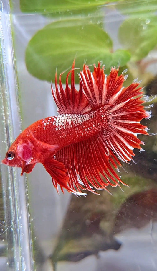 LUXURY CROWNTAIL RED GOLD GALAXY RGG BETTA FISH