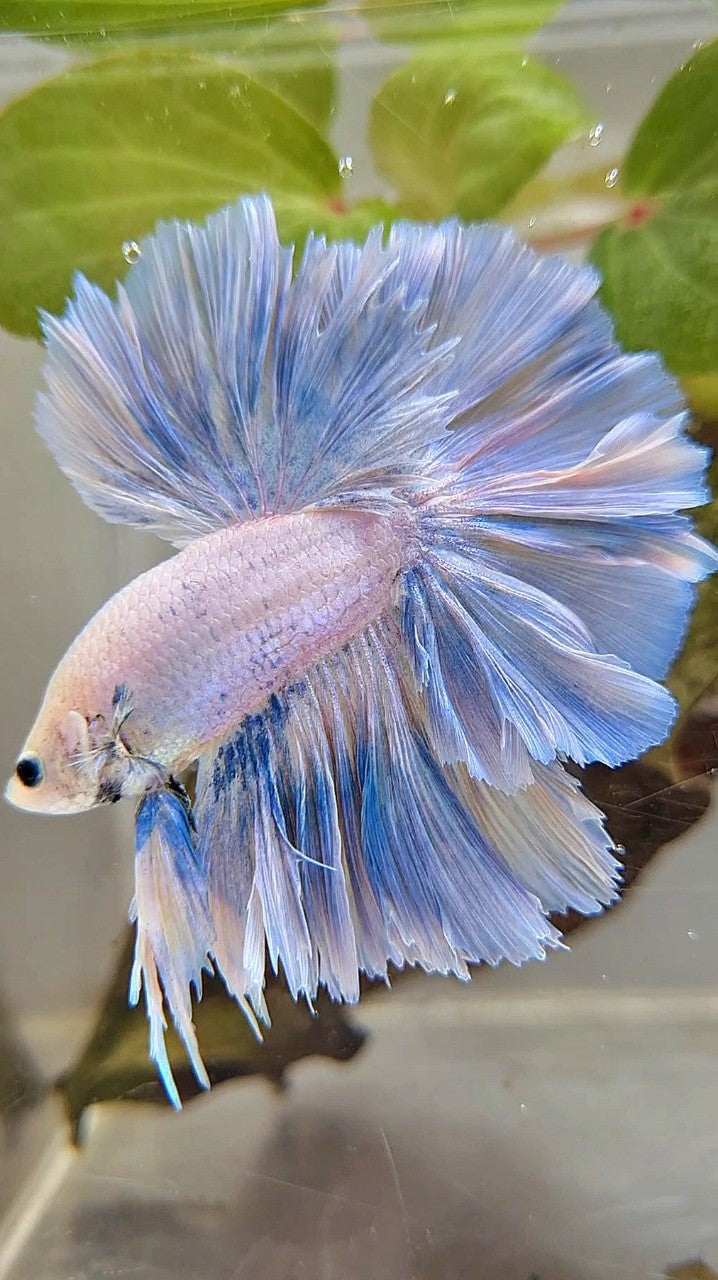 XL HALFMOON SUPER FEATHER TAIL BLUE GRIZZLE LIGHT UNICORN BETTA