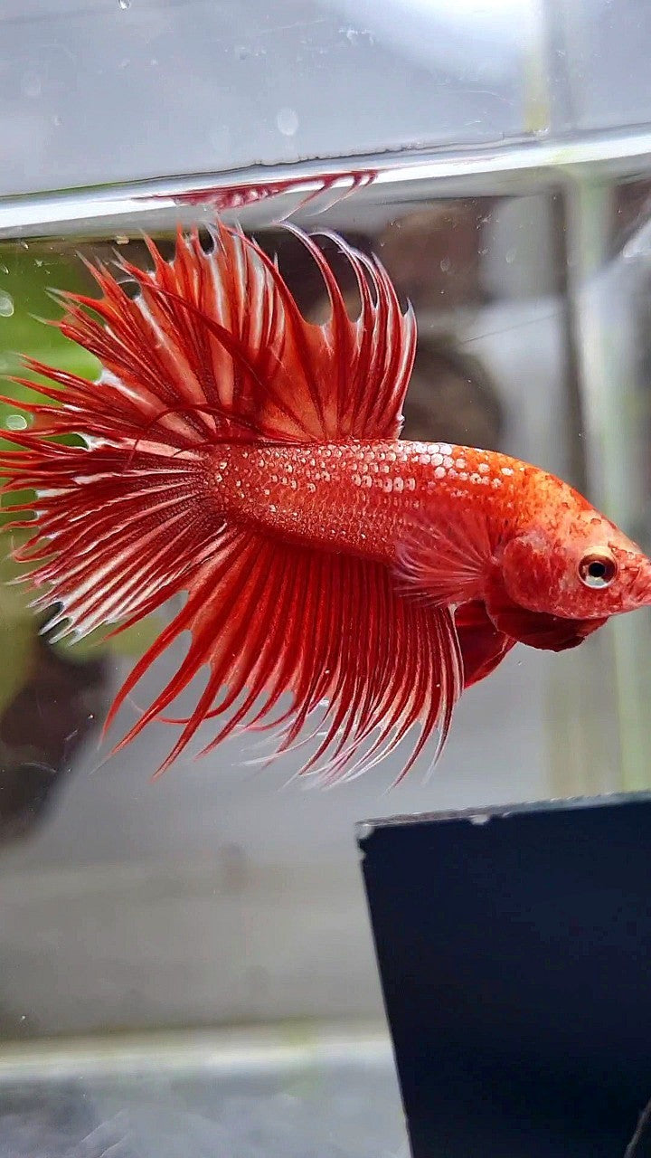 LUXURY CROWNTAIL RED GOLD GALAXY RGG BETTA FISH