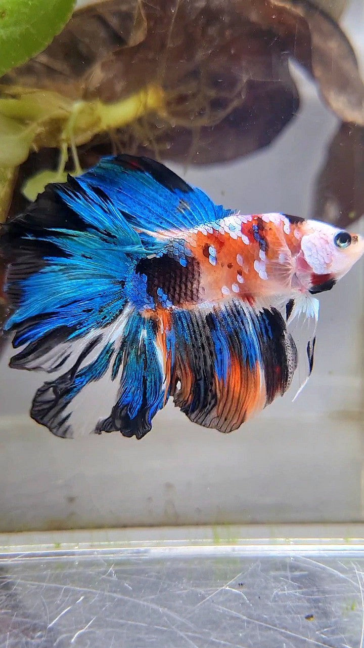 HALFMOON DOUBLE TAIL ROSETAIL GALAXY MULTICOLOR BETTA FISH