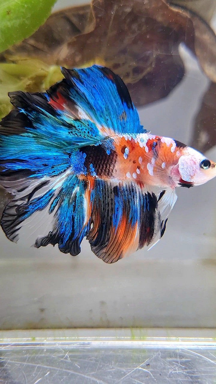 HALFMOON DOUBLE TAIL ROSETAIL GALAXY MULTICOLOR BETTA FISH