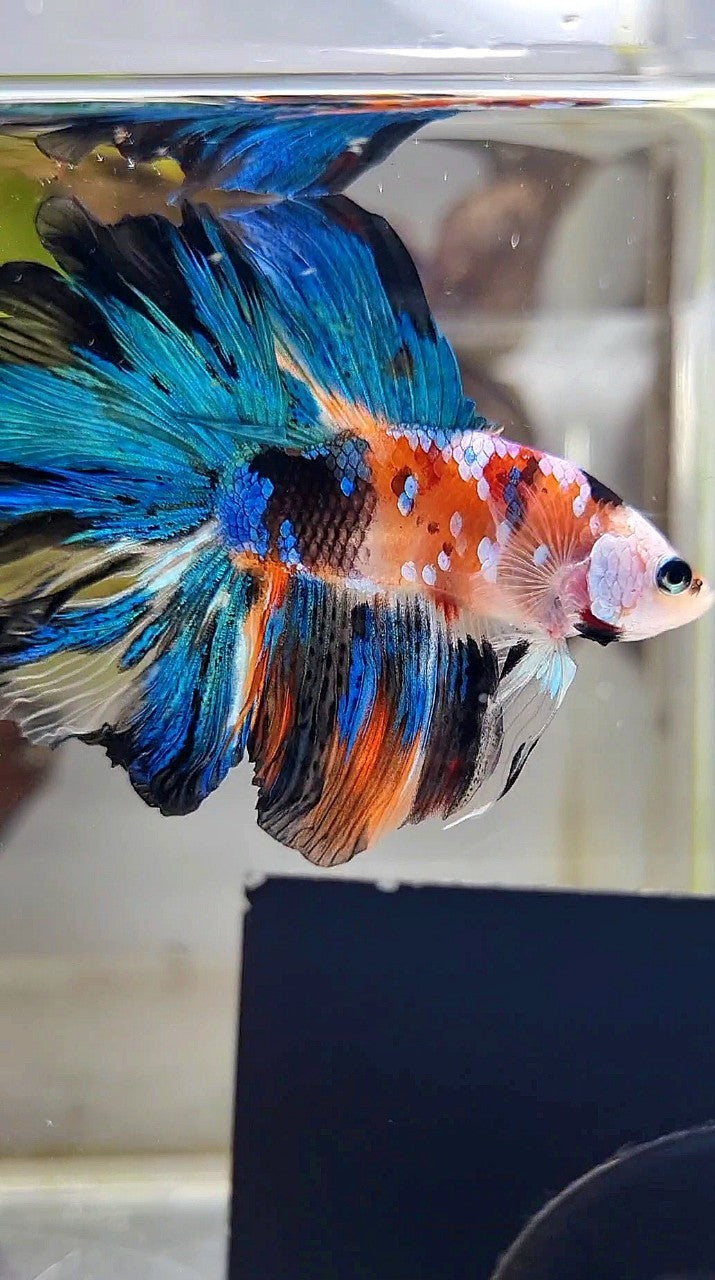 HALFMOON DOUBLE TAIL ROSETAIL GALAXY MULTICOLOR BETTA FISH