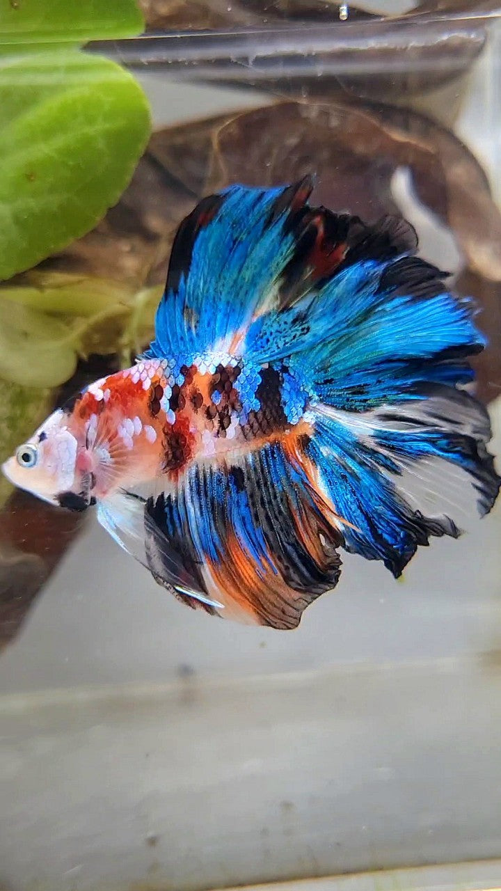 HALFMOON DOUBLE TAIL ROSETAIL GALAXY MULTICOLOR BETTA FISH